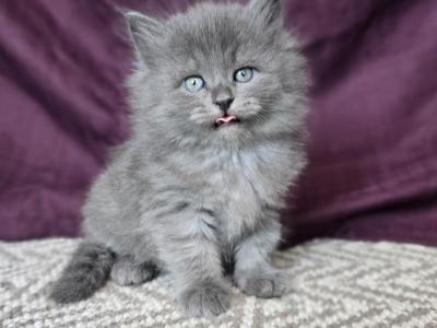 Luna RESERVED - Siberian - Gallery Photo #1
