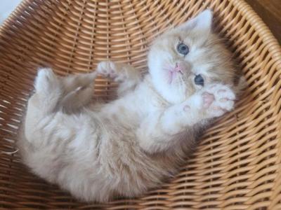 Weston - British Shorthair - Gallery Photo #1