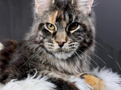 Camilla - Maine Coon - Gallery Photo #1