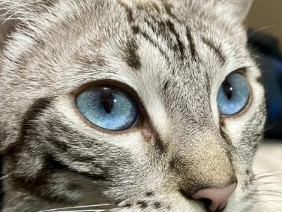 Blue Eyed Snow Lynx Bengals - Bengal - Gallery Photo #1