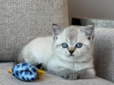 British Shorthair Male - Brazilian Shorthair - Gallery Photo #1