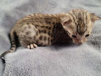 Silver Savannah F6 Male Appa - Savannah - Gallery Photo #1