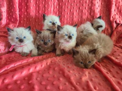 Ragdoll Kittens - Ragdoll - Gallery Photo #1