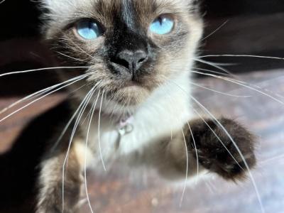 June - Siamese - Gallery Photo #1
