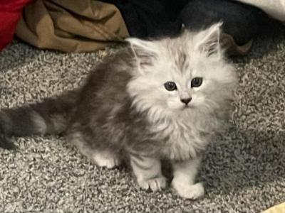 Big Silver Guy - Maine Coon - Gallery Photo #1