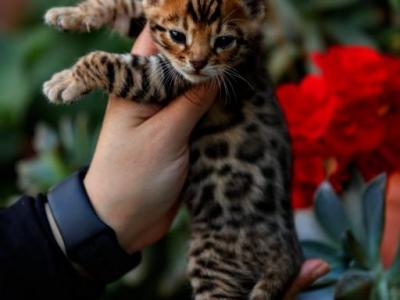 Leo - Bengal - Gallery Photo #1