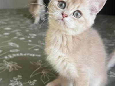Leo - British Shorthair - Gallery Photo #1