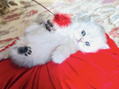 Little Princesses And Prince - Persian - Gallery Photo #1