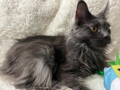 MILA BLUE SMOKE MAINE COON GIRL RETIRED - Maine Coon - Gallery Photo #1