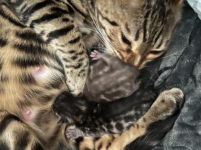 Bengal - Bengal - Gallery Photo #1