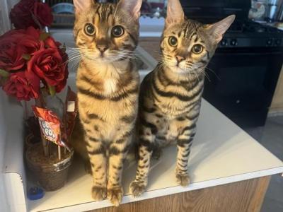 Bengal - Bengal - Gallery Photo #1