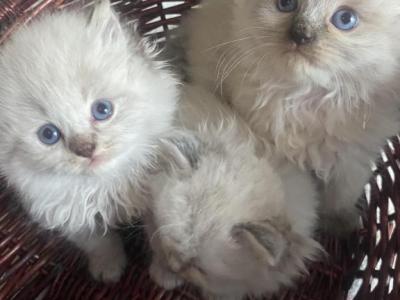 Ragdoll Babies - Ragdoll - Gallery Photo #1
