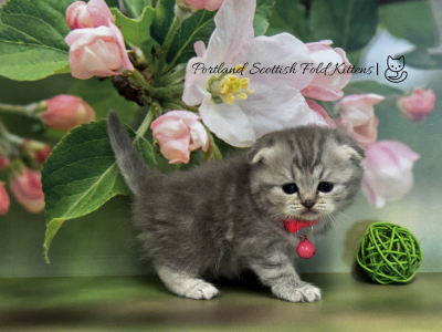 Portland Bonya Scottish Fold Kitty - Scottish Fold - Gallery Photo #1