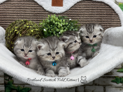 Portland Scottish Fold Kittens - Scottish Fold - Gallery Photo #1