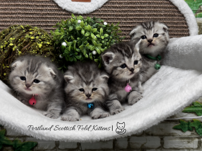 Portland Scottish Straight Kittens - Scottish Straight - Gallery Photo #1