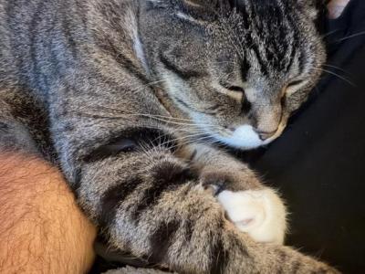 Ellie Tuna - Domestic - Gallery Photo #1