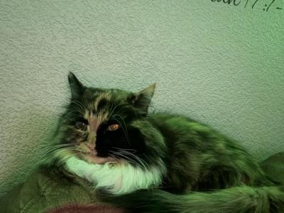 Penny Lane - Munchkin - Gallery Photo #1