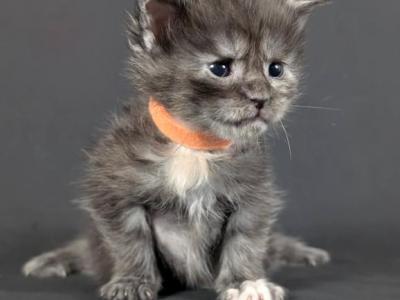 LINERTYCOON Maine Coon Kittens - Maine Coon - Gallery Photo #1
