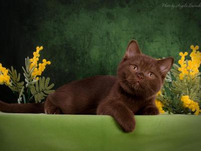Glen - British Shorthair - Gallery Photo #1
