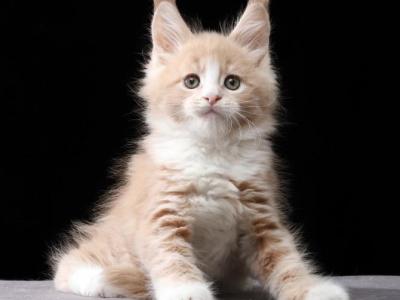 Ivo - Maine Coon - Gallery Photo #1