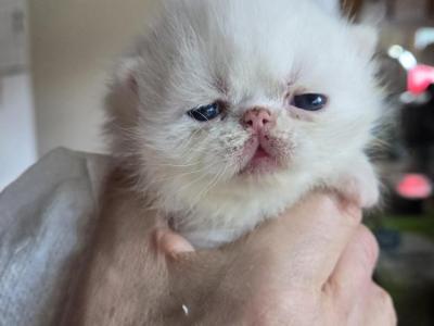 White Odd Eyes Persian Male - Persian - Gallery Photo #1