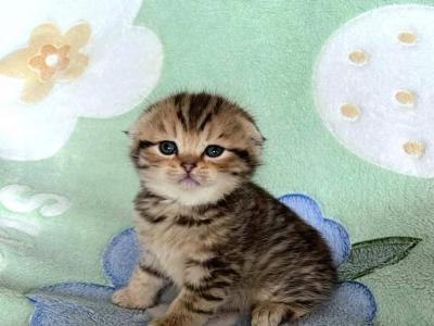 Hunnie - Scottish Fold - Gallery Photo #1