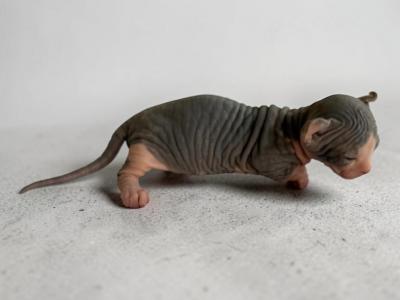 Dwelfs - Sphynx - Gallery Photo #1