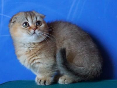 Magge - Munchkin - Gallery Photo #1