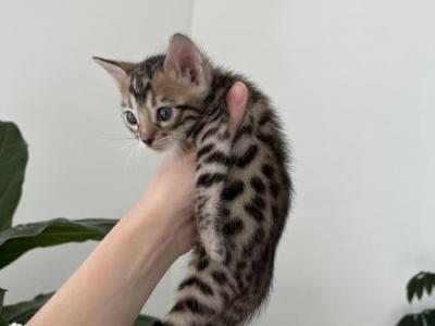 Bengal Kittens - Bengal - Gallery Photo #1