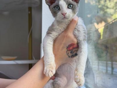 Bobo - Devon Rex - Gallery Photo #1