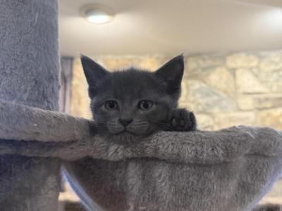 Russian Blue To New Homes - Russian Blue - Gallery Photo #1