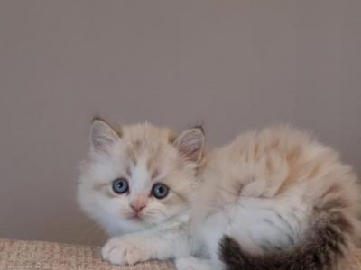 British Longhair Boy - British Shorthair - Gallery Photo #1