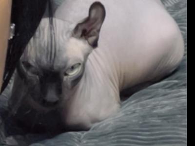 Nars & Solar - Sphynx - Gallery Photo #1