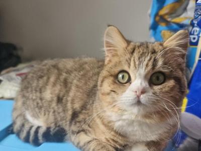 Bonnie - British Shorthair - Gallery Photo #1