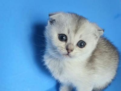 Mia - Scottish Fold - Gallery Photo #1