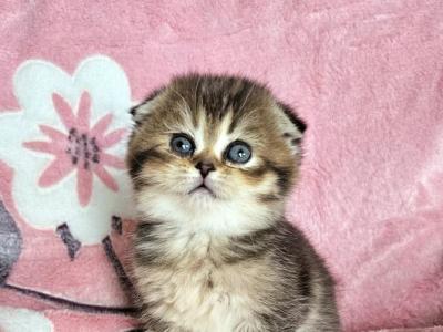 Luna - Scottish Fold - Gallery Photo #1