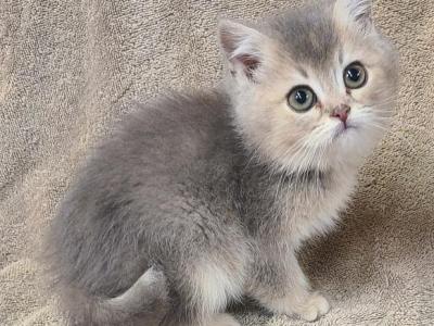 Britishshorthair Kittens - British Shorthair - Gallery Photo #1