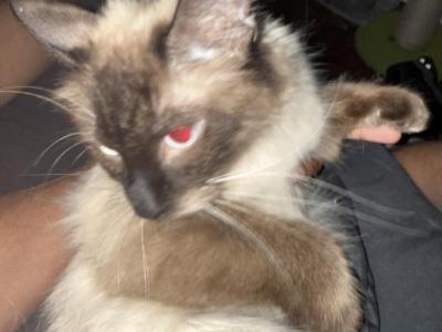 Buffy - Siamese - Gallery Photo #1