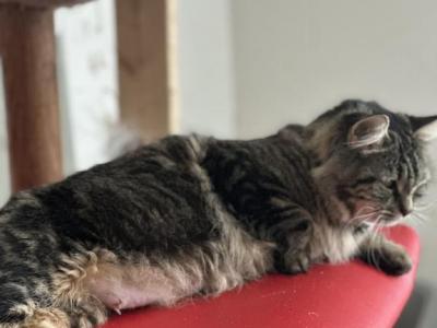 Maine Coon Siamese Mix Litter - Domestic - Gallery Photo #1