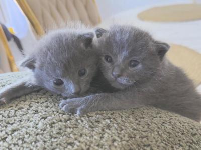 My Russsian Blue Kittens - Russian Blue - Gallery Photo #1