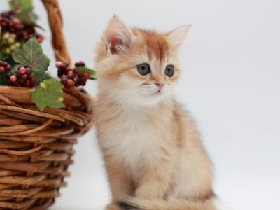 Roxana - British Shorthair - Gallery Photo #1