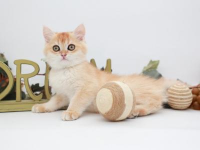 Roman - British Shorthair - Gallery Photo #1