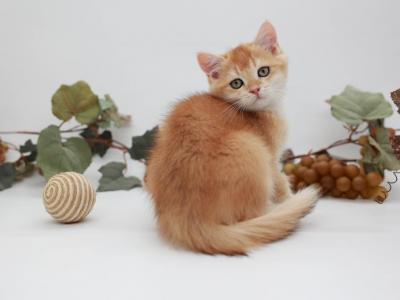 Rasputin - British Shorthair - Gallery Photo #1