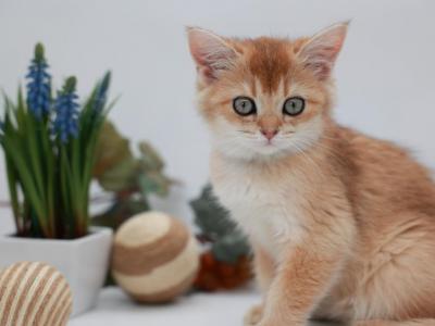 Rita - British Shorthair - Gallery Photo #1