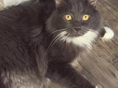 Tapi - Maine Coon - Gallery Photo #1