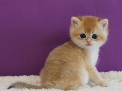 Ike - Scottish Straight - Gallery Photo #1