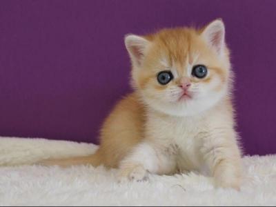 Iriska Scottish - Scottish Straight - Gallery Photo #1