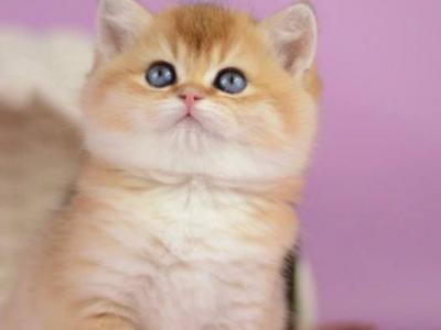 Vesta - British Shorthair - Gallery Photo #1