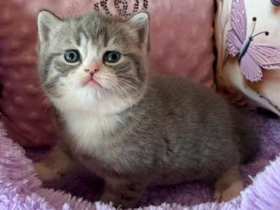 Oliver - Scottish Straight - Gallery Photo #1