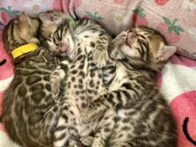 Tinsels Litter 4M 1F - Bengal - Gallery Photo #1